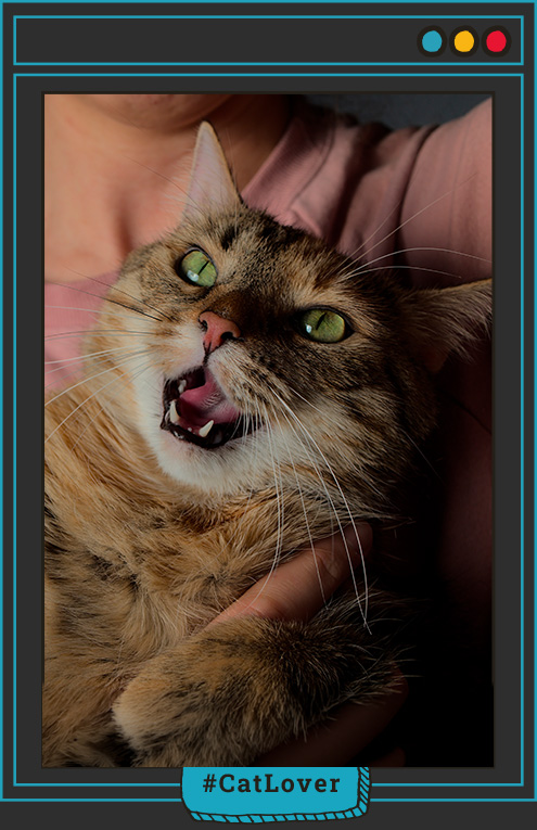 señales de los gatos